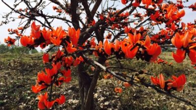 पलाश फूल से बढ़ती आजीविका और समृद्धि