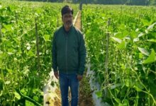 उद्यानिकी की आधुनिक तकनीकों से किसान महेश कश्यप की बदली तकदीर