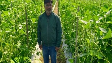 उद्यानिकी की आधुनिक तकनीकों से किसान महेश कश्यप की बदली तकदीर उद्यानिकी की आधुनिक तकनीकों से किसान महेश कश्यप की बदली तकदीर
