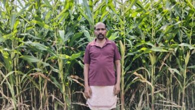 ग्रीष्मकालीन धान के स्थान पर दलहन और मक्का को अपना रहे सरगुजा के किसान