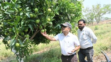 फसल विविधिकरण से बदली किसान कुंवर सिंह मधुकर की तस्वीर