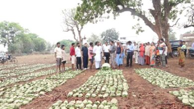 ’तेन्दूपत्ता संग्रहण में छत्तीसगढ़ ने बनाया नया रिकॉर्ड, अब तक 13.52 लाख मानक बोरा संग्रहित’