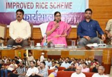 छत्तीसगढ़ में लागू होगी ‘इम्प्रूव्ड राईस स्कीम छत्तीसगढ़ में लागू होगी ‘इम्प्रूव्ड राईस स्कीम