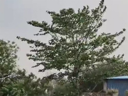 छत्तीसगढ़ में पारा होगा और हाई, 5 दिन तक लू का खतरा छत्तीसगढ़ में पारा होगा और हाई, 5 दिन तक लू का खतरा