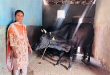 उन्नत नस्ल की गायों ने बदली सरस्वती पैंकरा की जिंदगी, बनीं आत्मनिर्भरता की मिसाल