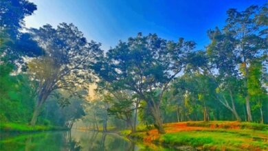 विश्व पर्यावरण दिवस 2026 : हरित विकास, जल संरक्षण और जनभागीदारी से पर्यावरणीय समृद्धि की ओर बढ़ता छत्तीसगढ़