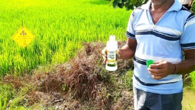 नैनो उर्वरक के उपयोग से धान उत्पादन में हुई वृद्धि, लागत में आई कमी – किसान निरंजन