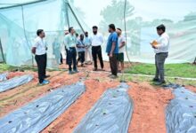 संरक्षित खेती से आर्थिक रूप से सशक्त बने जशपुर के किसान अनारथ साय