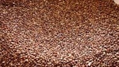कोदो-कुटकी की खेती अपनाएं, पोषण और समृद्धि दोनों पाएं