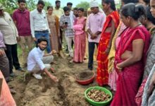 नगरी में हल्दी की वैज्ञानिक खेती को मिलेगा नया आयाम