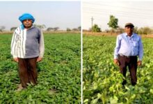 बेमेतरा जिले में दलहन के रकबे में चार गुना की वृद्धि