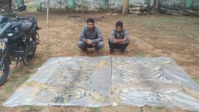 वन विभाग की बड़ी कार्रवाई : दो बाघ की खाल के साथ दो तस्कर गिरफ्तार
