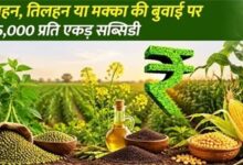 धान के बदले वैकल्पिक फसलों पर 15 हजार रुपये प्रति एकड़ मिलेगी आदान सहायता राशि
