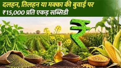 धान के बदले वैकल्पिक फसलों पर 15 हजार रुपये प्रति एकड़ मिलेगी आदान सहायता राशि धान के बदले वैकल्पिक फसलों पर 15 हजार रुपये प्रति एकड़ मिलेगी आदान सहायता राशि