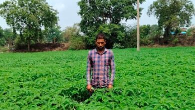 प्राकृतिक खेती को बढ़ावा देने की पहल ला रही बदलाव, हरी खाद अपनाकर आत्मनिर्भर खेती की राह पर बढ़ रहे किसान प्राकृतिक खेती को बढ़ावा देने की पहल ला रही बदलाव, हरी खाद अपनाकर आत्मनिर्भर खेती की राह पर बढ़ रहे किसान