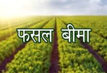 31 जुलाई तक कराएं बागवानी फसलों का बीमा, प्राकृतिक जोखिमों से मिलेगी आर्थिक सुरक्षा