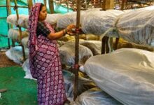 मुख्यमंत्री विष्णुदेव साय के नेतृत्व में ग्रामीण महिलाओं की आत्मनिर्भरता को मिल रही नई उड़ान मुख्यमंत्री विष्णुदेव साय के नेतृत्व में ग्रामीण महिलाओं की आत्मनिर्भरता को मिल रही नई उड़ान