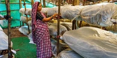 मुख्यमंत्री विष्णुदेव साय के नेतृत्व में ग्रामीण महिलाओं की आत्मनिर्भरता को मिल रही नई उड़ान मुख्यमंत्री विष्णुदेव साय के नेतृत्व में ग्रामीण महिलाओं की आत्मनिर्भरता को मिल रही नई उड़ान