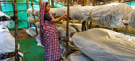 मुख्यमंत्री विष्णुदेव साय के नेतृत्व में ग्रामीण महिलाओं की आत्मनिर्भरता को मिल रही नई उड़ान मुख्यमंत्री विष्णुदेव साय के नेतृत्व में ग्रामीण महिलाओं की आत्मनिर्भरता को मिल रही नई उड़ान