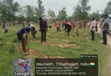 जशपुर जिले में 2 लाख 72 हजार साजा-अर्जुना पौधों का पौधरोपण शुरू