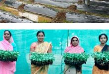 जलवायु परिवर्तन के दौर में किसानों के लिए वरदान बनेगी ग्राफ्टेड सब्जी: धमतरी में वैज्ञानिक प्रशिक्षण संपन्न