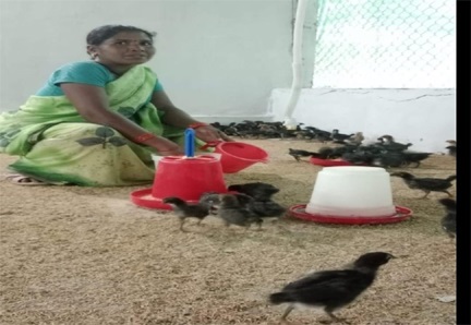 संघर्ष से सम्मान तक: बिहान और उन्नत मुर्गीपालन से बदली नारायणपुर की सुनीता की तकदीर संघर्ष से सम्मान तक: बिहान और उन्नत मुर्गीपालन से बदली नारायणपुर की सुनीता की तकदीर