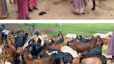 संघर्ष से स्वावलंबन- धमतरी की छिपली दीदियों ने बकरी पालन से शुरू कर खड़ा किया बहुआयामी आजीविका का साम्राज्य