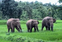 हाथियों से जनहानि में कमी जशपुर वनमंडल में प्रभावित क्षेत्रों में निगरानी, गश्त और जन-जागरूकता अभियान तेज