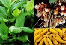 हल्दी की खेती से बढ़ रही फसल विविधता, किसानों की आय में हो रही वृद्धि