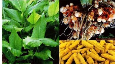 हल्दी की खेती से बढ़ रही फसल विविधता, किसानों की आय में हो रही वृद्धि