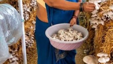 आत्मनिर्भरता की नई मिसाल- खेतों से मशरूम उत्पादन तक मिथिला दीदी ने लिखी सफलता की नई कहानी