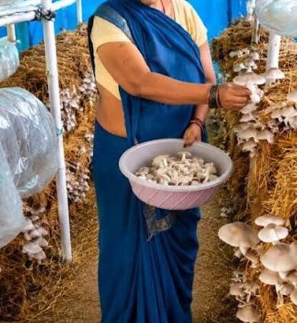 आत्मनिर्भरता की नई मिसाल- खेतों से मशरूम उत्पादन तक मिथिला दीदी ने लिखी सफलता की नई कहानी आत्मनिर्भरता की नई मिसाल- खेतों से मशरूम उत्पादन तक मिथिला दीदी ने लिखी सफलता की नई कहानी