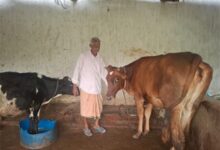 पीएम किसान सम्मान निधि की बचत से खरीदी पहली गाय, आज 10 गायों के साथ आत्मनिर्भर बने 75 वर्षीय परशुराम गुप्ता