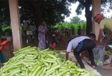 बिहान से बदली राह : 35 महिला किसानों ने 600 क्विंटल सब्जी उगाकर लिखी सफलता की नई कहानी