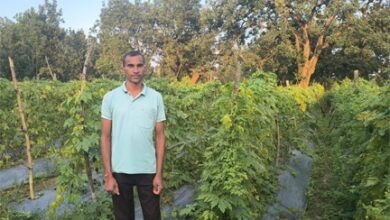 परंपरागत खेती से व्यावसायिक उद्यानिकी का सफर परंपरागत खेती से व्यावसायिक उद्यानिकी का सफर
