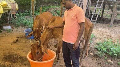छत्तीसगढ़ का स्वावलंबन : नस्ल सुधार ने बदली किसान विनोद की किस्मत, घर की बछिया बनी आर्थिक समृद्धि का आधार
