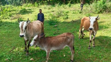 सेवा संकल्प अभियान 2026 : सेवा की कहानी : उन्नत नस्ल की गाय ने खोली अतिरिक्त आय की राह, आत्मनिर्भर बने सन्ना के ओम प्रकाश