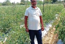 सेवा की कहानी : कम पानी में खीरे की खेती से मुकेश ने कमाए 2.25 लाख रुपये, अब 4 एकड़ में टमाटर की तैयारी