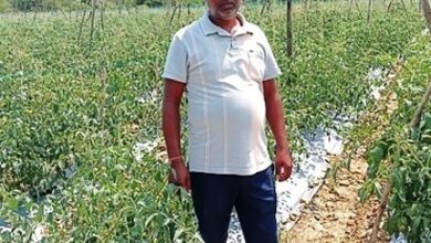 सेवा की कहानी : कम पानी में खीरे की खेती से मुकेश ने कमाए 2.25 लाख रुपये, अब 4 एकड़ में टमाटर की तैयारी