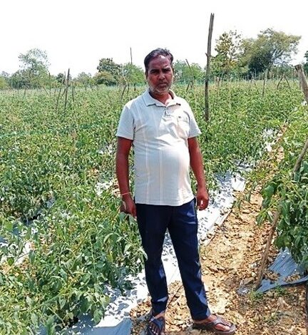 सेवा की कहानी : कम पानी में खीरे की खेती से मुकेश ने कमाए 2.25 लाख रुपये, अब 4 एकड़ में टमाटर की तैयारी