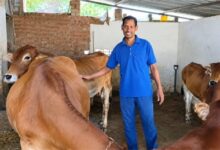 नस्ल सुधार से बढ़ा दुग्ध उत्पादन, मजबूत हुई दयासागर की आजीविका