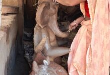 णपति बप्पा की मिट्टी की प्रतिमा बनाकर बस्तर की महिलाओं ने हुनर से कमाए 1.80 लाख रुपए