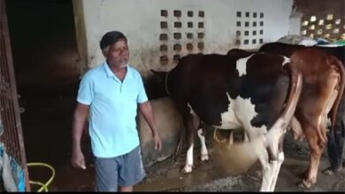 सेवा की कहानी : एक गाय से शुरू हुआ सफर, आज 10 पशुओं का समृद्ध पशुधन