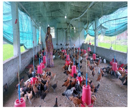 सेवा की कहानी : विभागीय योजनाओं के अभिसरण से ग्रामीण महिला बनीं उद्यमी सेवा की कहानी : विभागीय योजनाओं के अभिसरण से ग्रामीण महिला बनीं उद्यमी